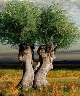 Welcome to our website - Ancient Olive Trees